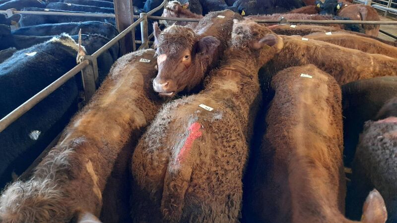 Prices pick up as the beef supply stays tight and market strengthens