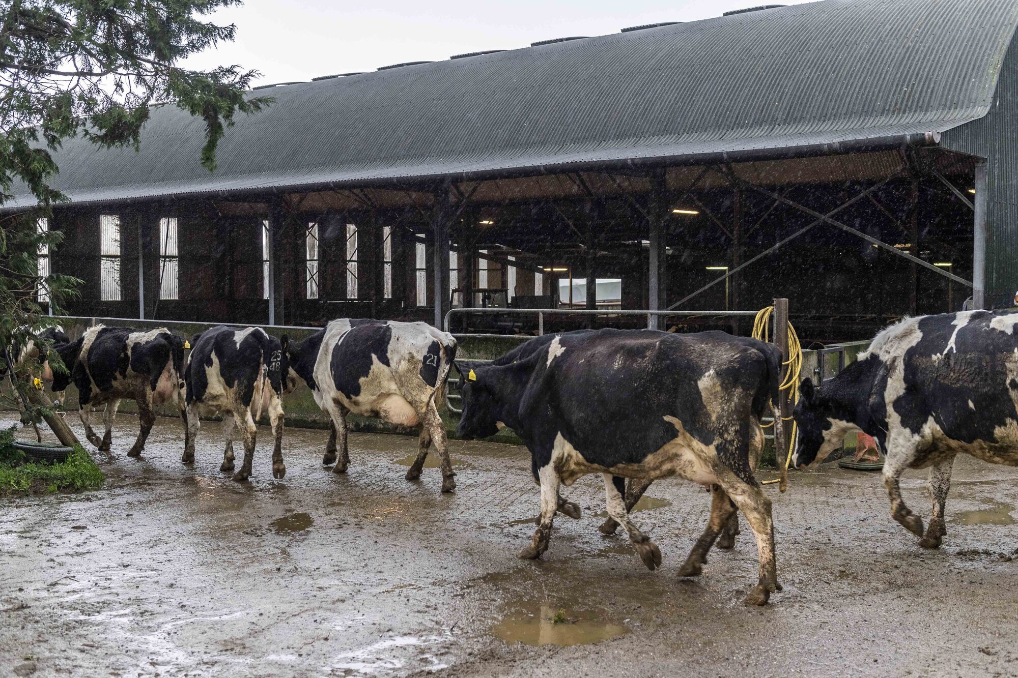 Cows not 'amoozed' by livestock lockdown, research shows