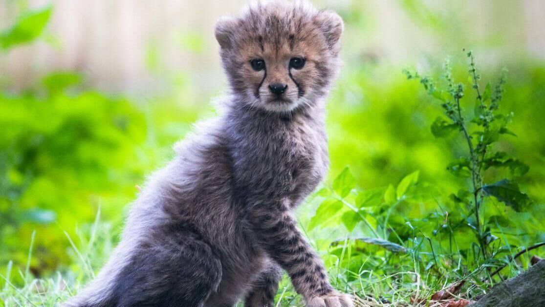 Government aid has seen Fota through the first three months of the year, but if restrictions continue into the summer, the future of the park is in trouble.