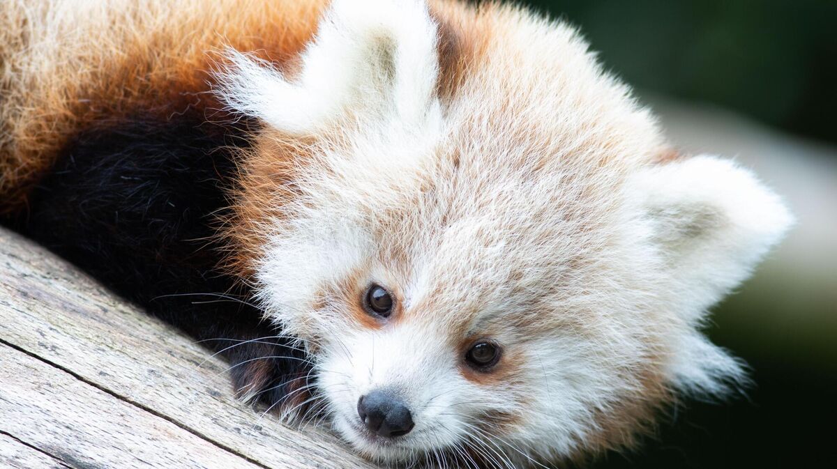 A baby Red Panda at Fota Wildlife Park.