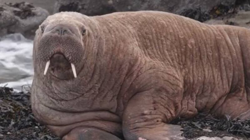 Watch: Giant walrus that visited Ireland appears in Wales Watch: Giant walrus that visited Ireland appears in Wales