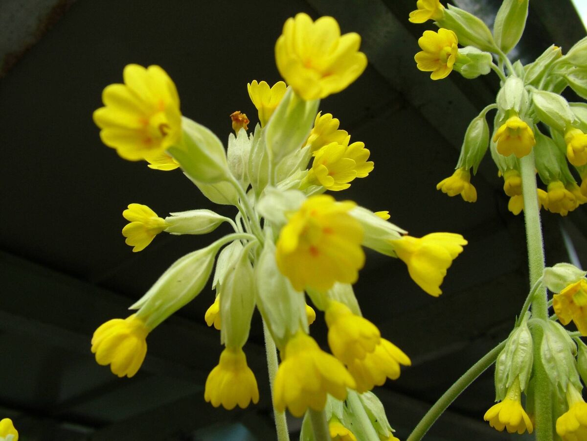 Cowslip primula veris.