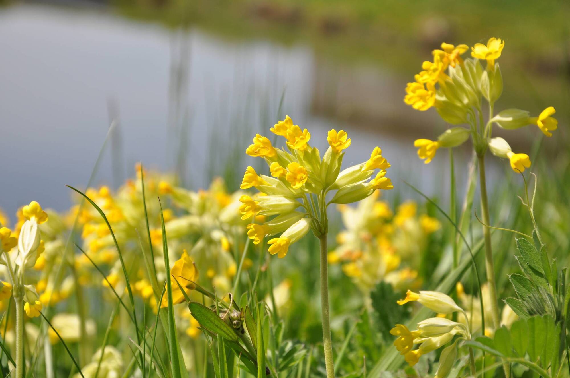 Why wildflowers like cowslips and primroses are a happy mix