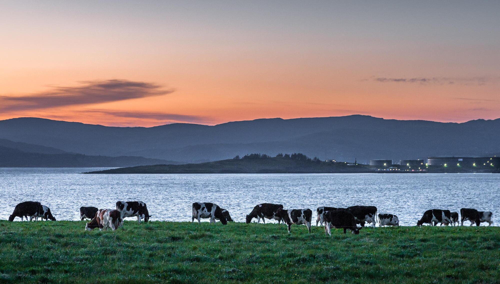 Greens at odds with coalition partners over reducing herd size to help climate