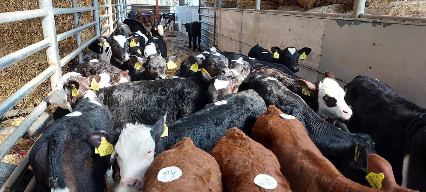Calves for sale at Kenmare Mart last Thursday