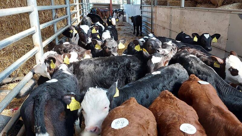 It's important to set targets for weanlings and stores