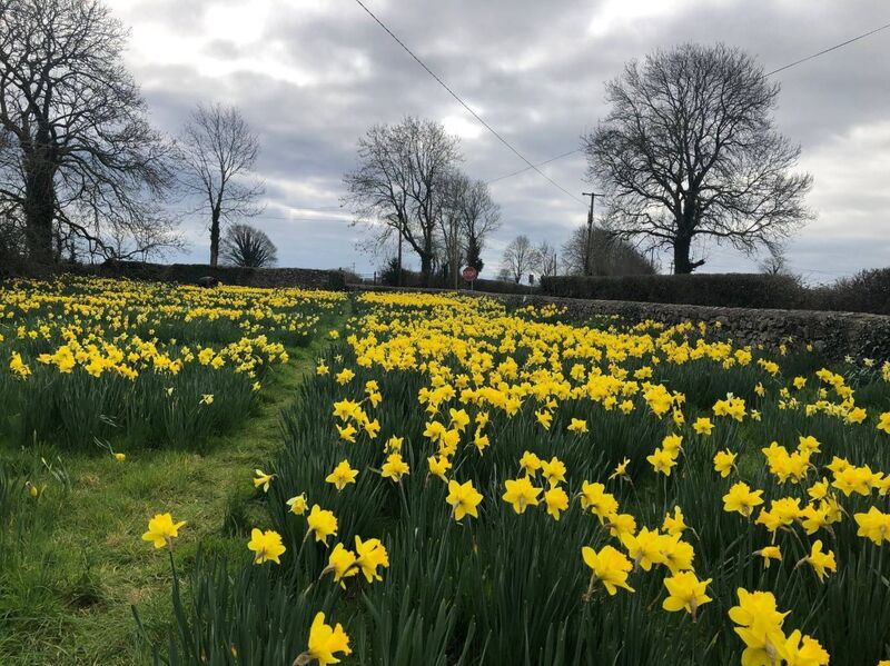 Neighbours and friends come to the field in the springtime to pick a bunch for free.