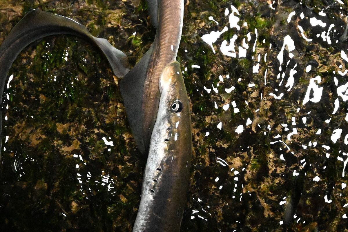 Dr O’Connor said the weir was causing a major 'fish passage' problem for river lampreys and sea lampreys, as well as impacting the journeys made by the Atlantic salmon and the endangered European eel.