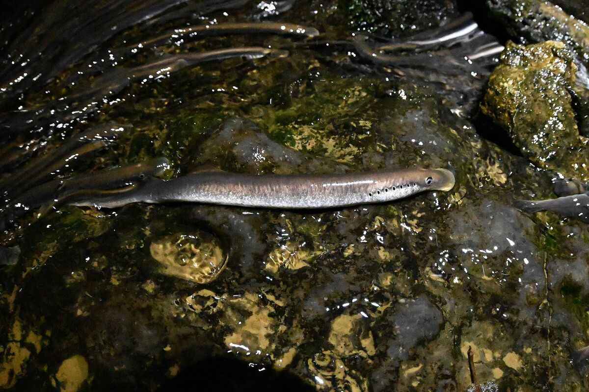 Limerick City and County Council has offered to work closely with other agencies in any way it can to help improve fish passage through the weir.