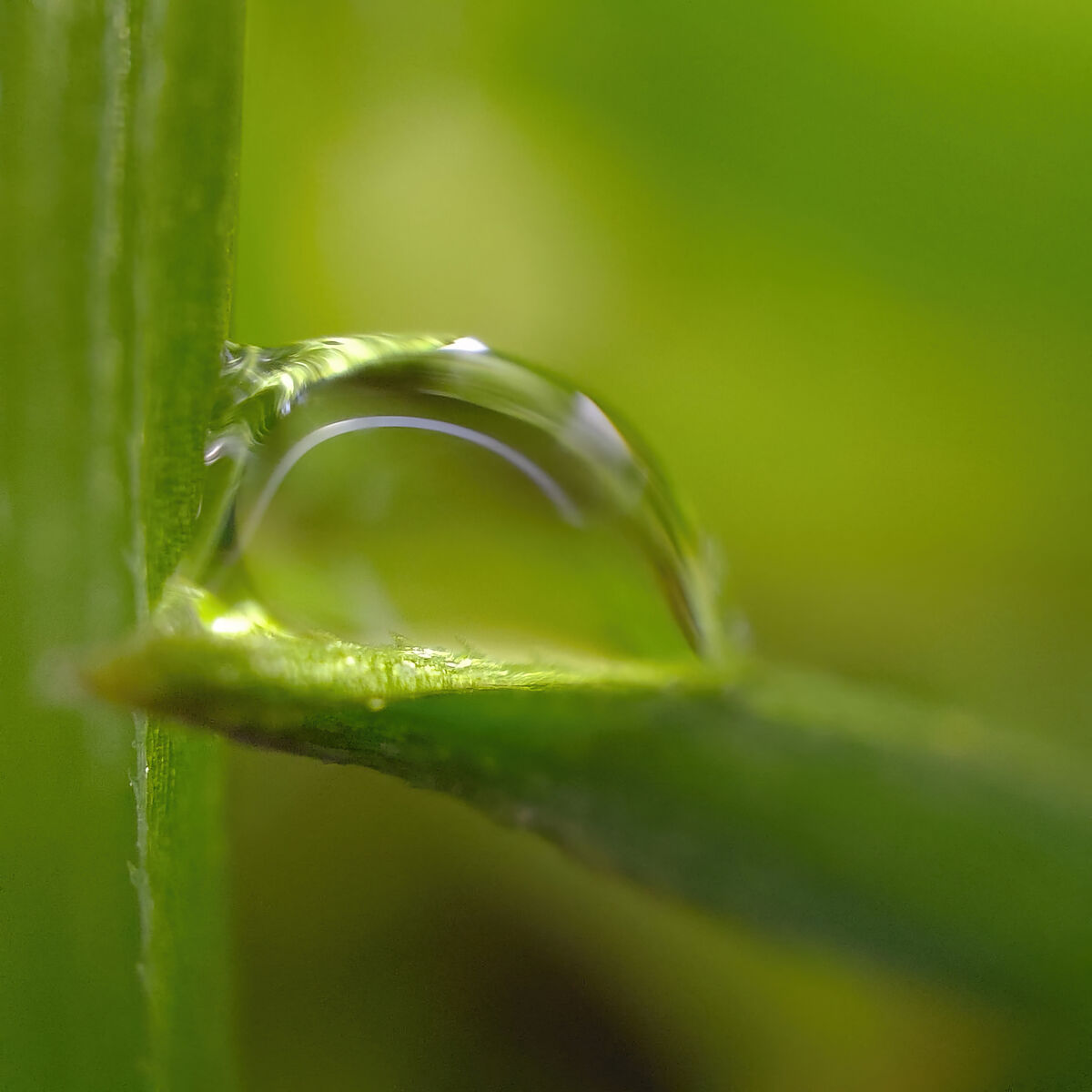 Oppo Find X3 Pro microlens capturing a water drop on a blade of grass. Photo Noel Campion.
