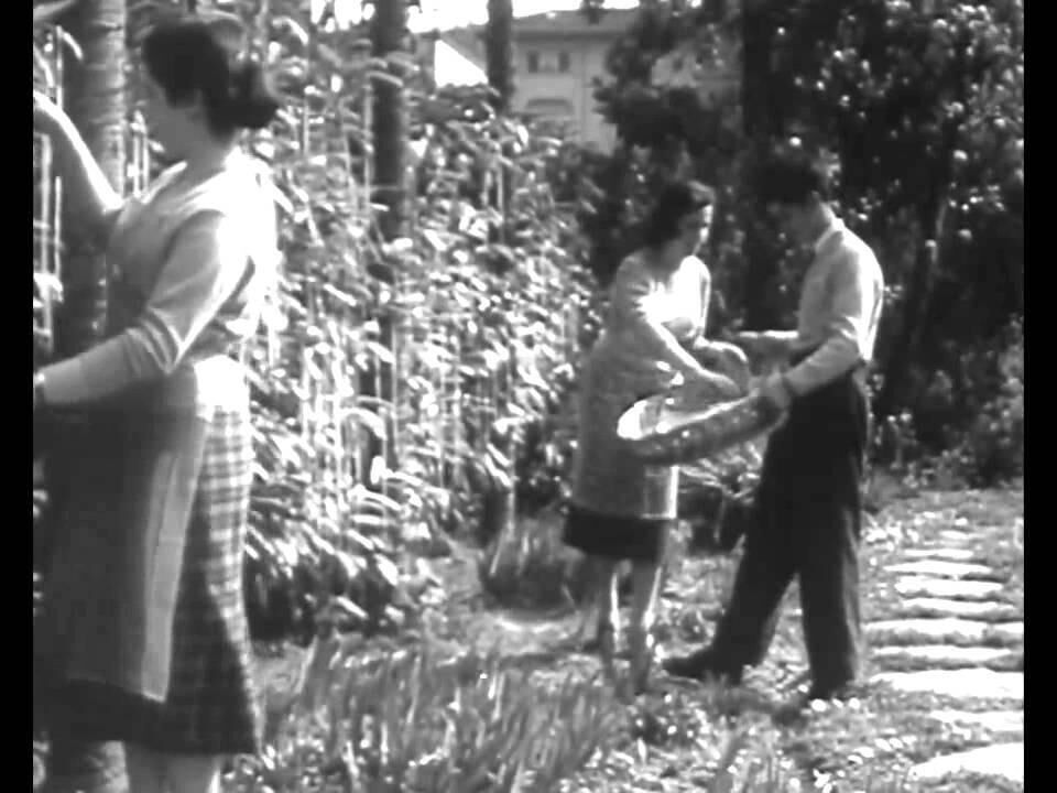 The BBC spaghetti harvest report: the spaghetti weevil is today thought to be extinct