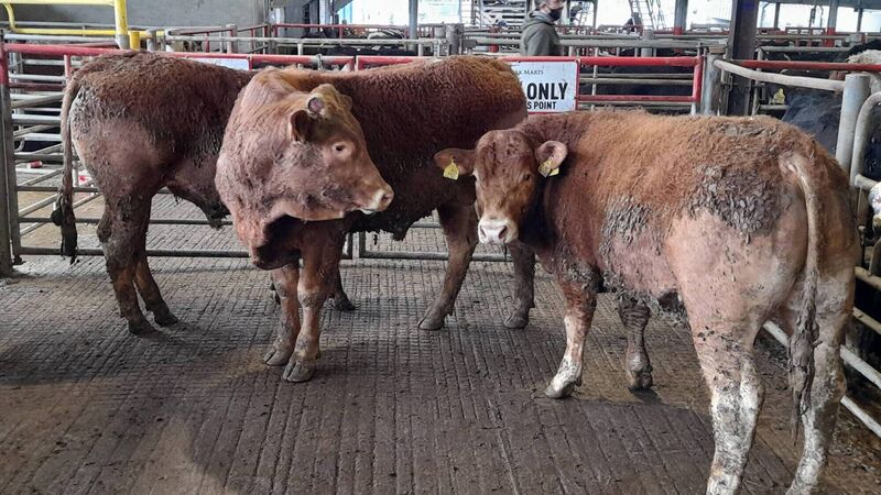 The time is now to prioritise quality silage  