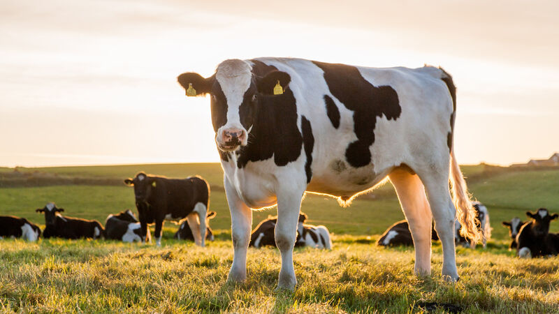 Kidneys rarely troublesome in bovines but are still fascinating