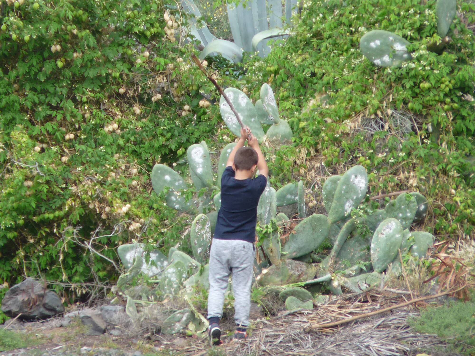 Damien Enright: Small boys have their way with pesky plants 