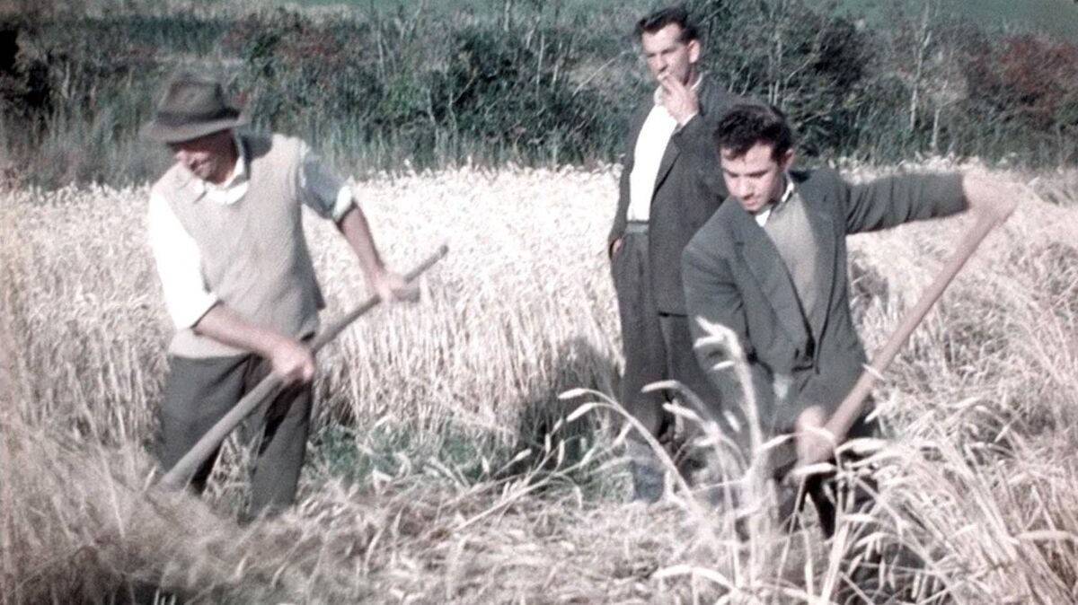 Harvest in New Ross, from Andrew Kelly’s archive. 