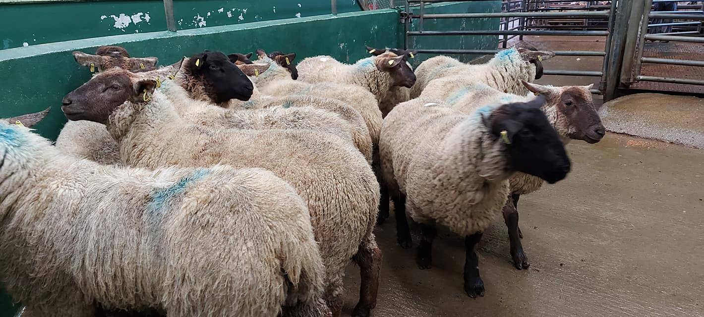 Spring lamb prices at factories pass €8/kg