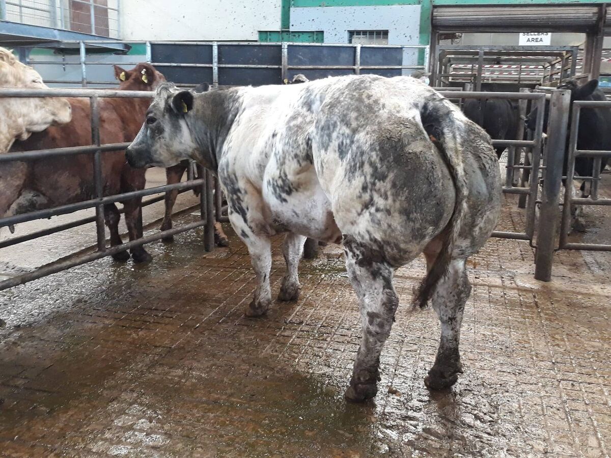 This 2014 born BB cow weighing 855kgs sold for €2,790, €3.26/kg at Ennis Mart on April 1.