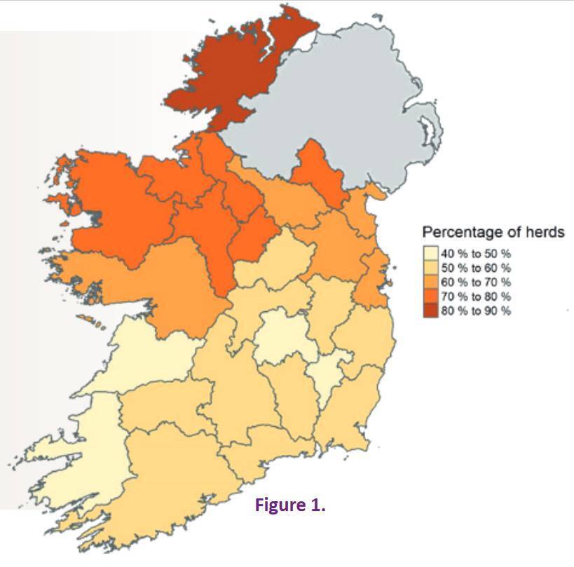 Liver fluke incidence in 2019 are highlighted in the map.  File Picture.  