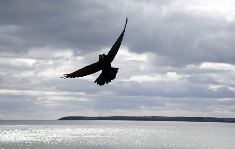 The birds are the only ones currently flocking to Youghal as Covid restrictions stay in place.
