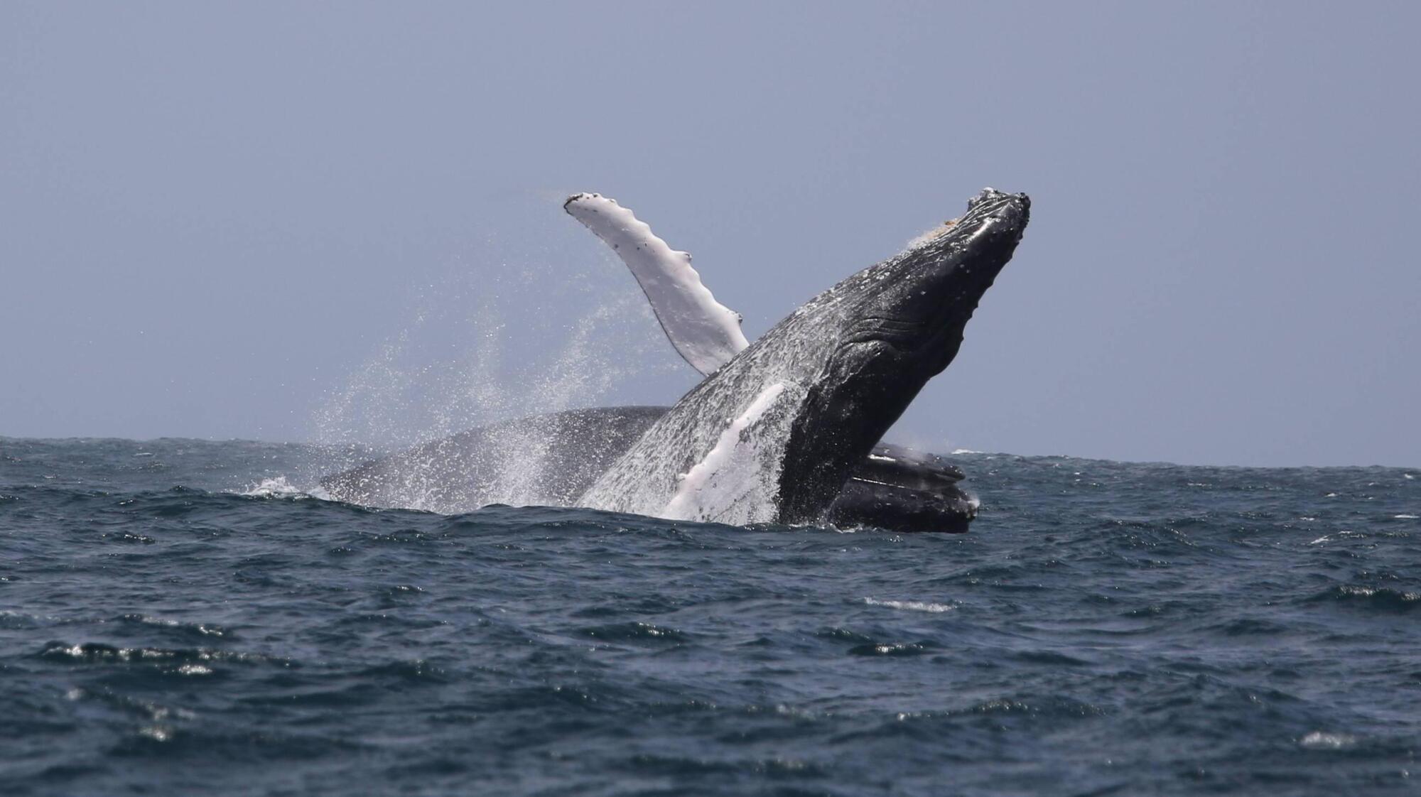 Whale app could create oceans of opportunity for Irish tourism, says marine biologist