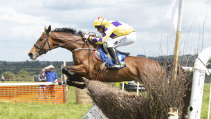 <p> Mt Leinster Gold can make it five wins from six starts in the opener at Wexford. Picture: Dan Linehan</p>