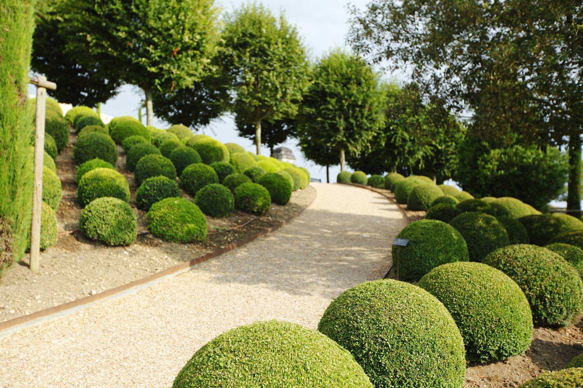 Garden Q&A: What is the best way to shape topiary plants?
