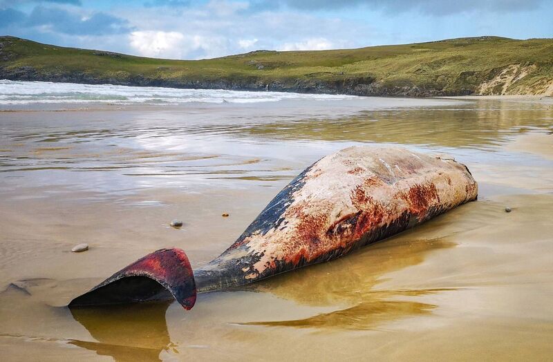 it is uncertain if the creatures will be allowed to wash out to sea naturally because of the inaccessibility of the beach.