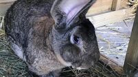 ‘World’s biggest rabbit’ stolen from home in England 