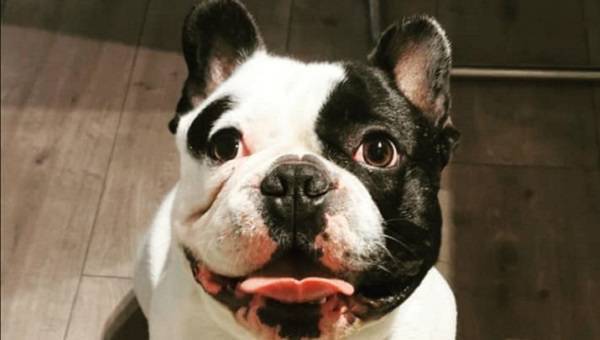 Cork man has dog stolen by man wielding hammer