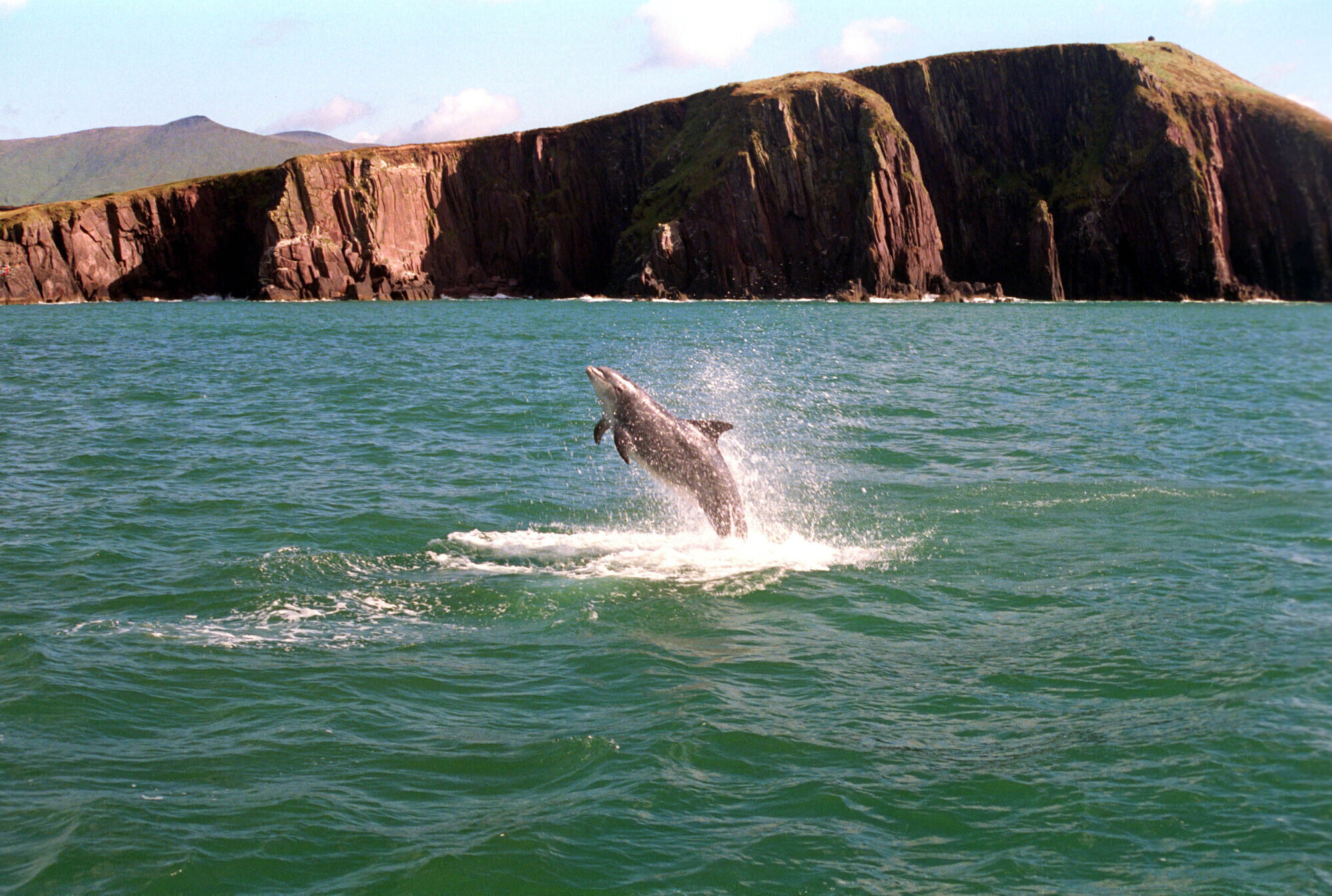 Friendly dolphin spotted off Cork coast isn't Fungie, researchers say