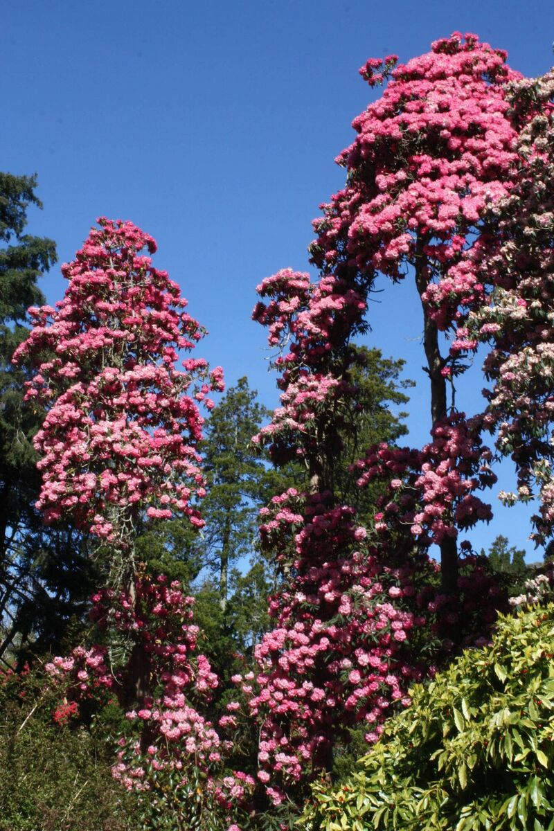 Rhododendron arboreum in Kilmacurragh. Rhododendron arboreum in Kilmacurragh.