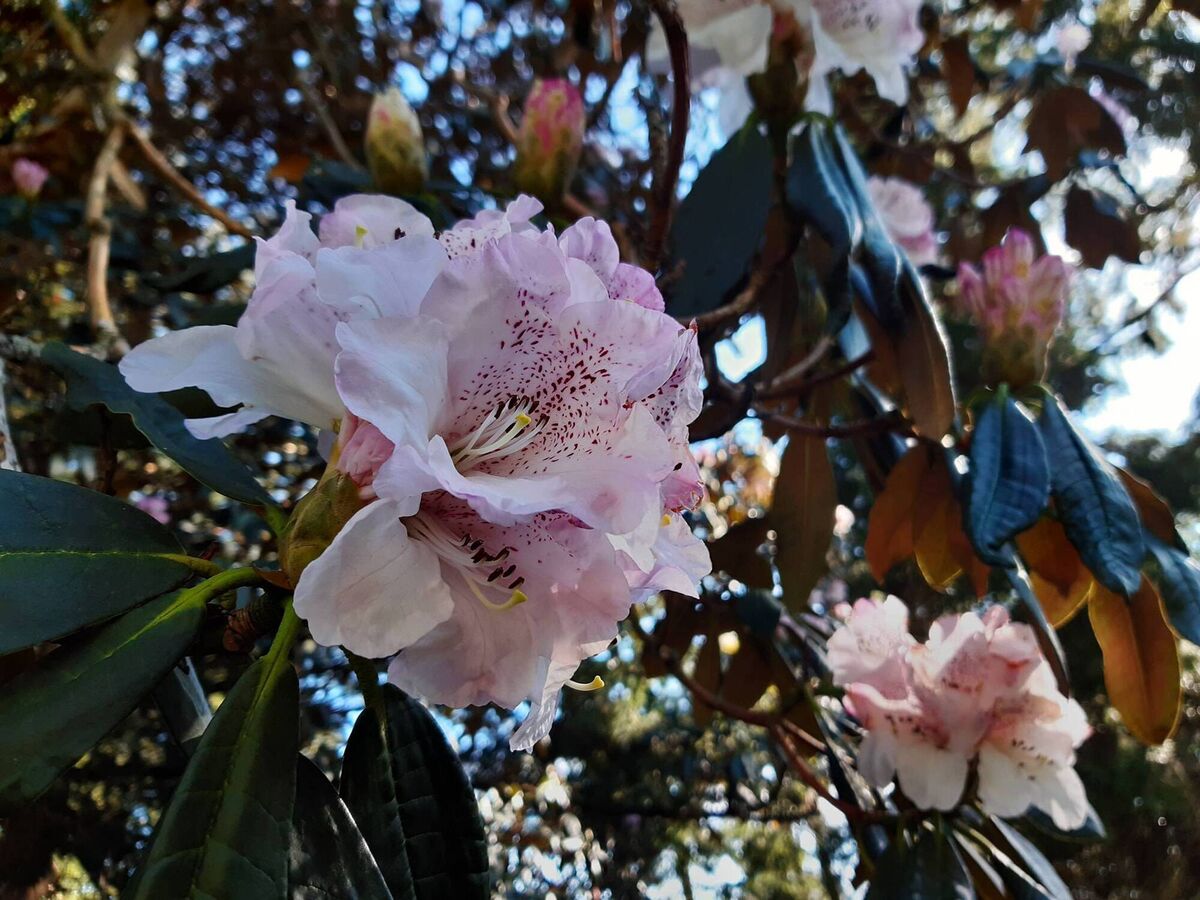 Rhododendron 'Thomas Acton'. Rhododendron 'Thomas Acton'.