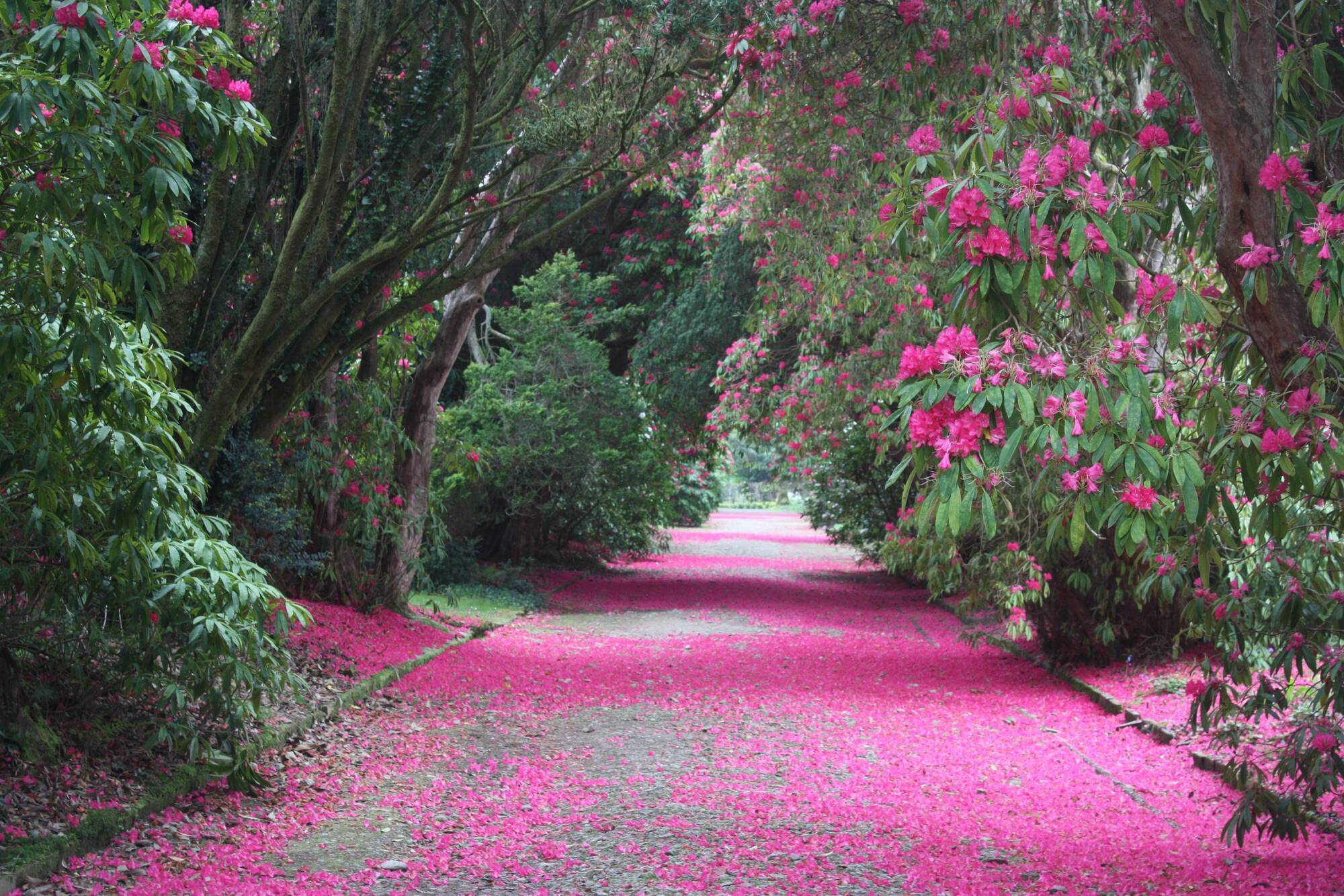 Peter Dowdall: Rhododendrons are at their best right now