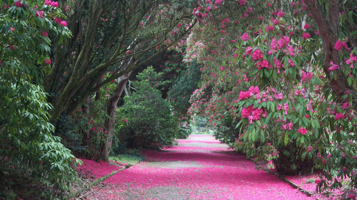 Peter Dowdall: Rhododendrons are at their best right now - Vimarsana News