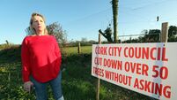 Woman mounts billboard protest over 'brutal' tree felling in Cork City