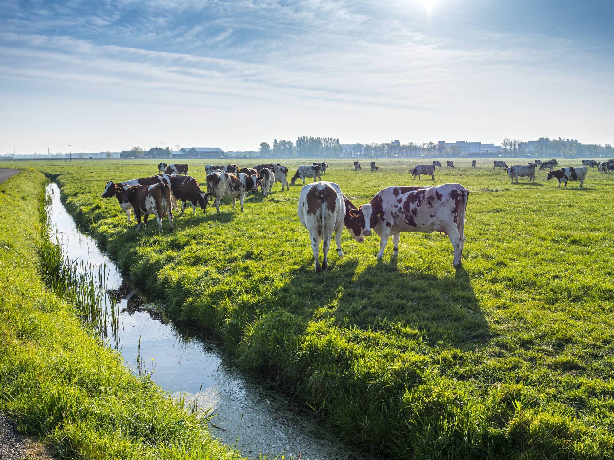 Short-term grass deficit likely for some farmers 