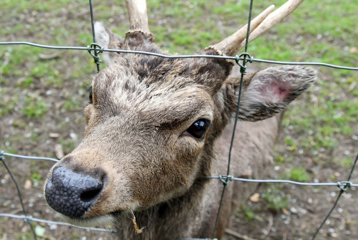 A curious Sika deer at Doneraile Park, Co. Cork.