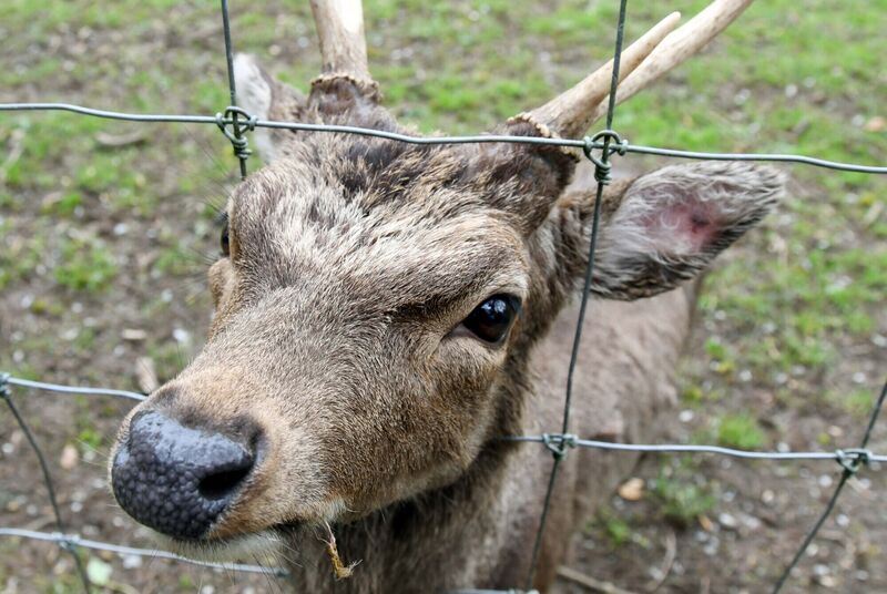 A curious Sika deer at Doneraile Park, Co. Cork.