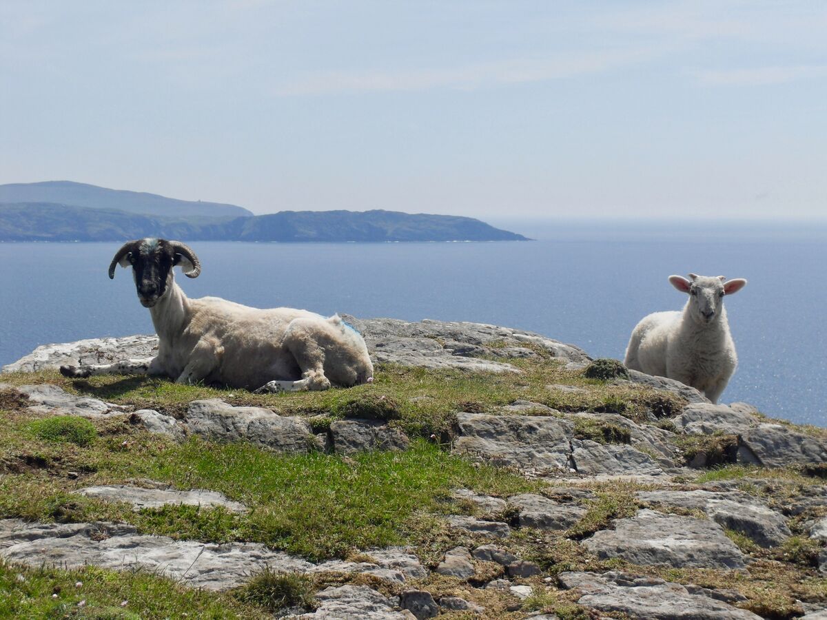 You might meet some locals at Sheep's head. 