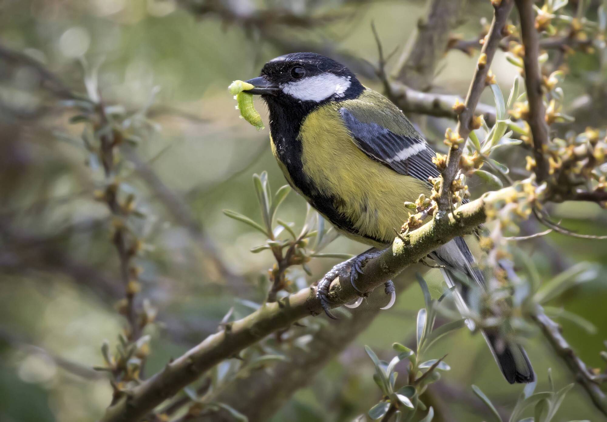 Richard Collins: Playing mind games with birds