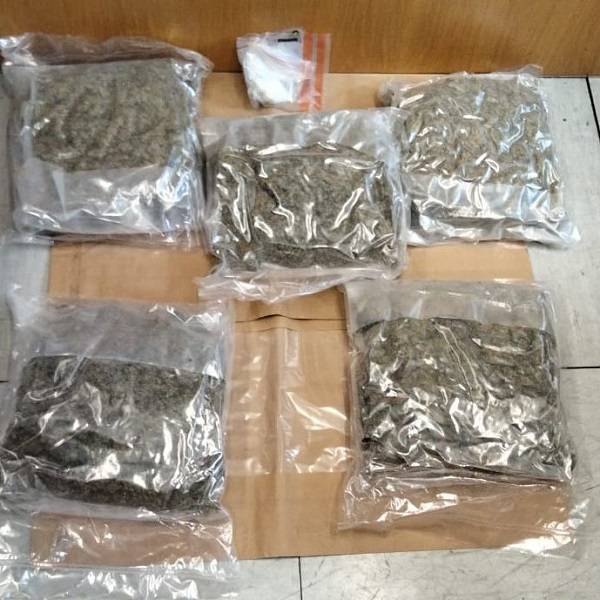 During the search of a wooded area near Clarecastle yesterday, suspected cannabis with a street value of €50,000 was seized. Picture: An Garda Síochána