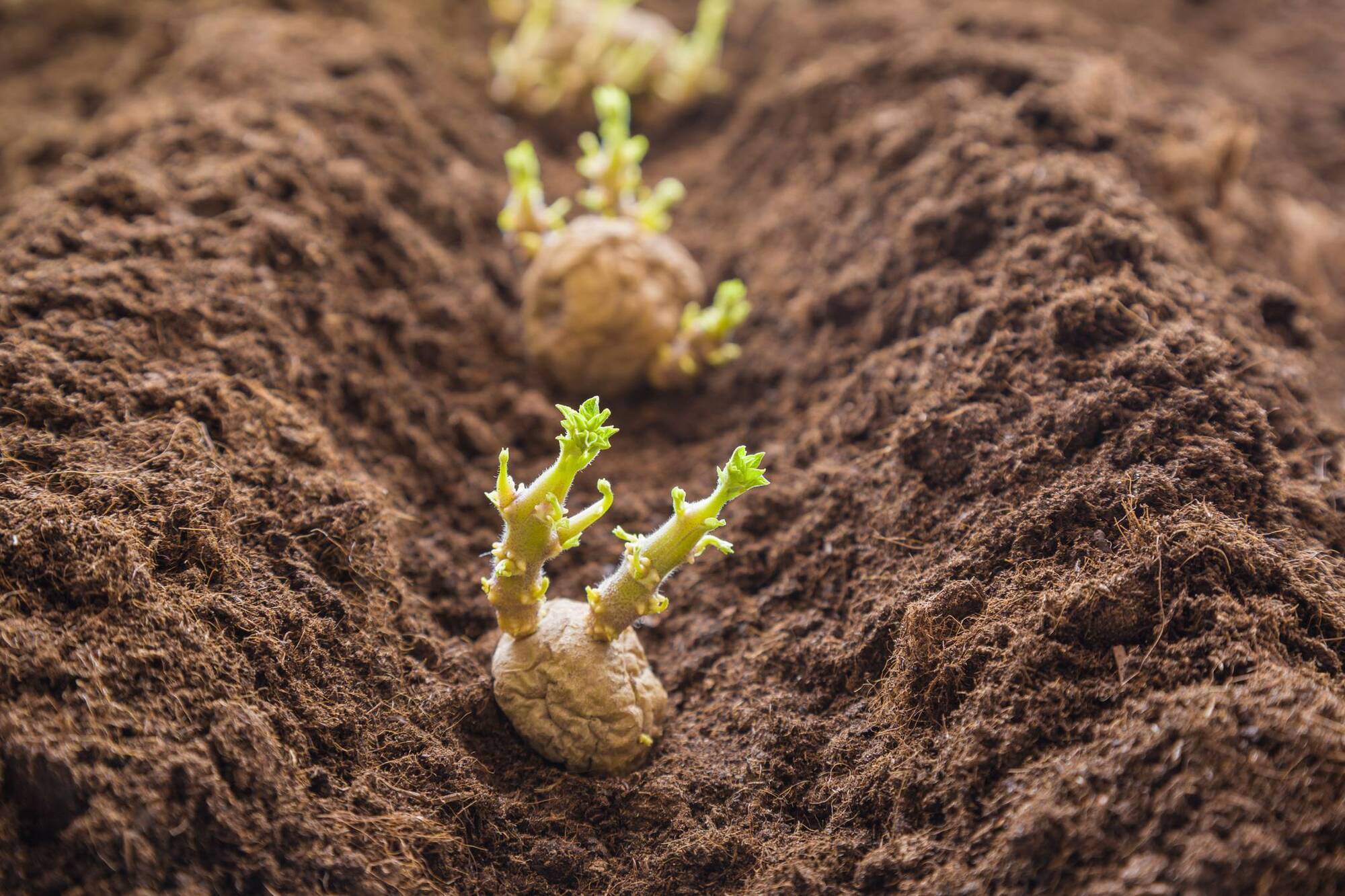 Ireland’s seed potato sector under threat