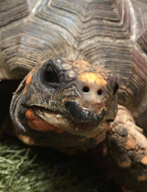 One of the residents of Ardmore Open Farm