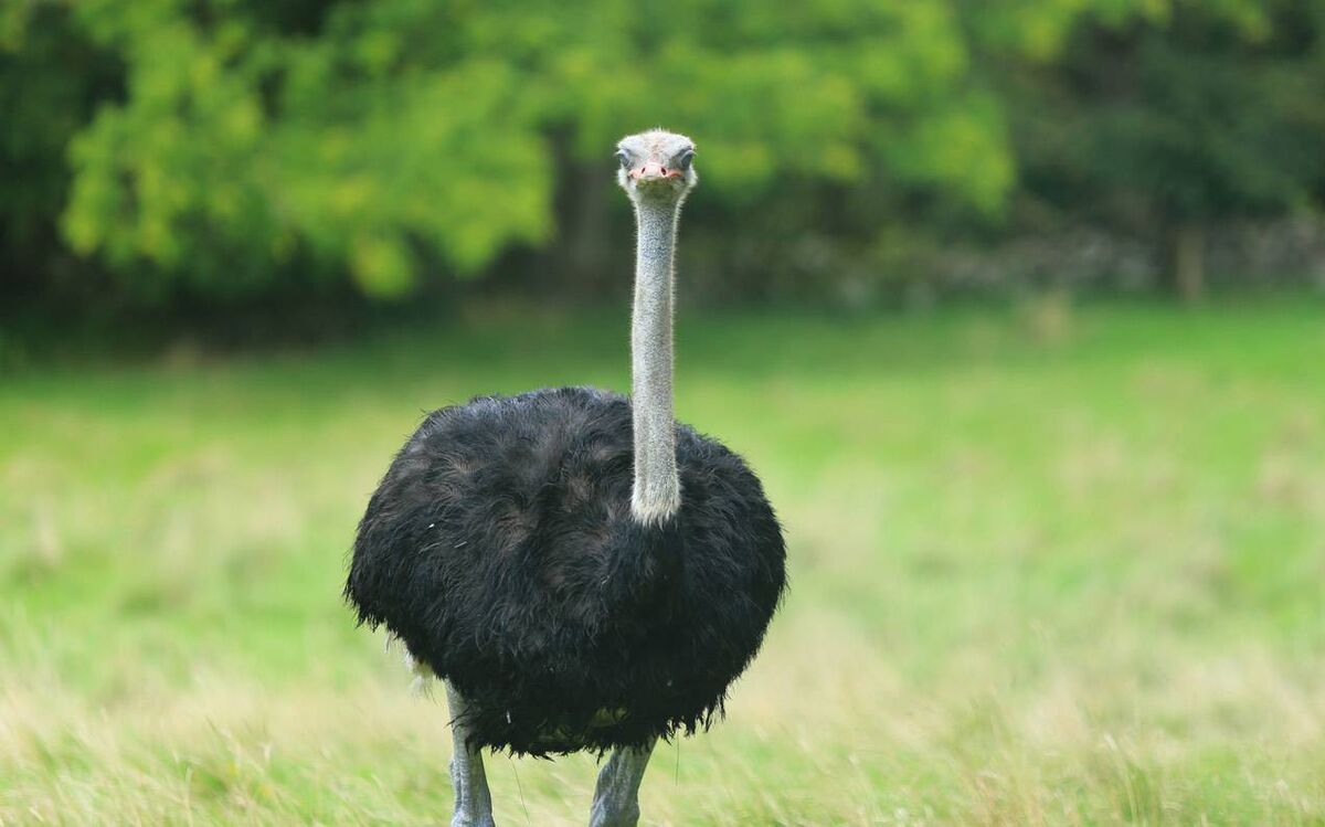 One of the faces to be seen at Stonehall Wildlife Park