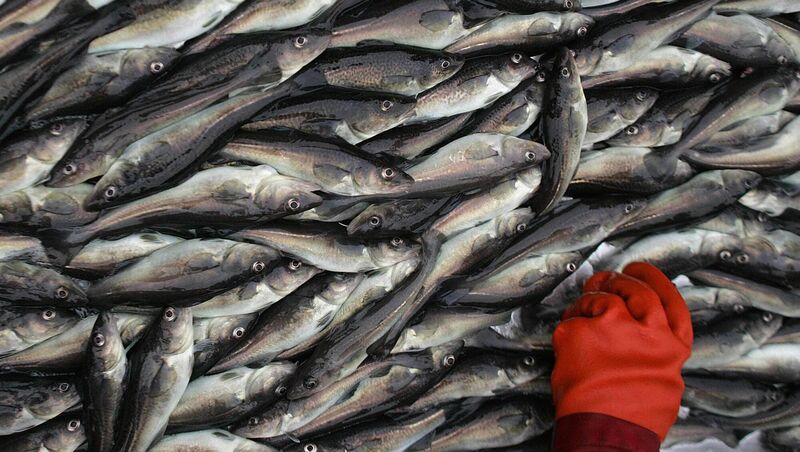 In Ireland, pierside weighing facilities were never established. File picture: John D McHugh/AFP/Getty Images