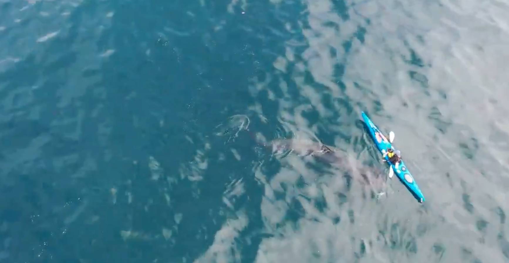 Watch: Incredible footage of basking sharks swimming beside kayak in West Cork this morning 