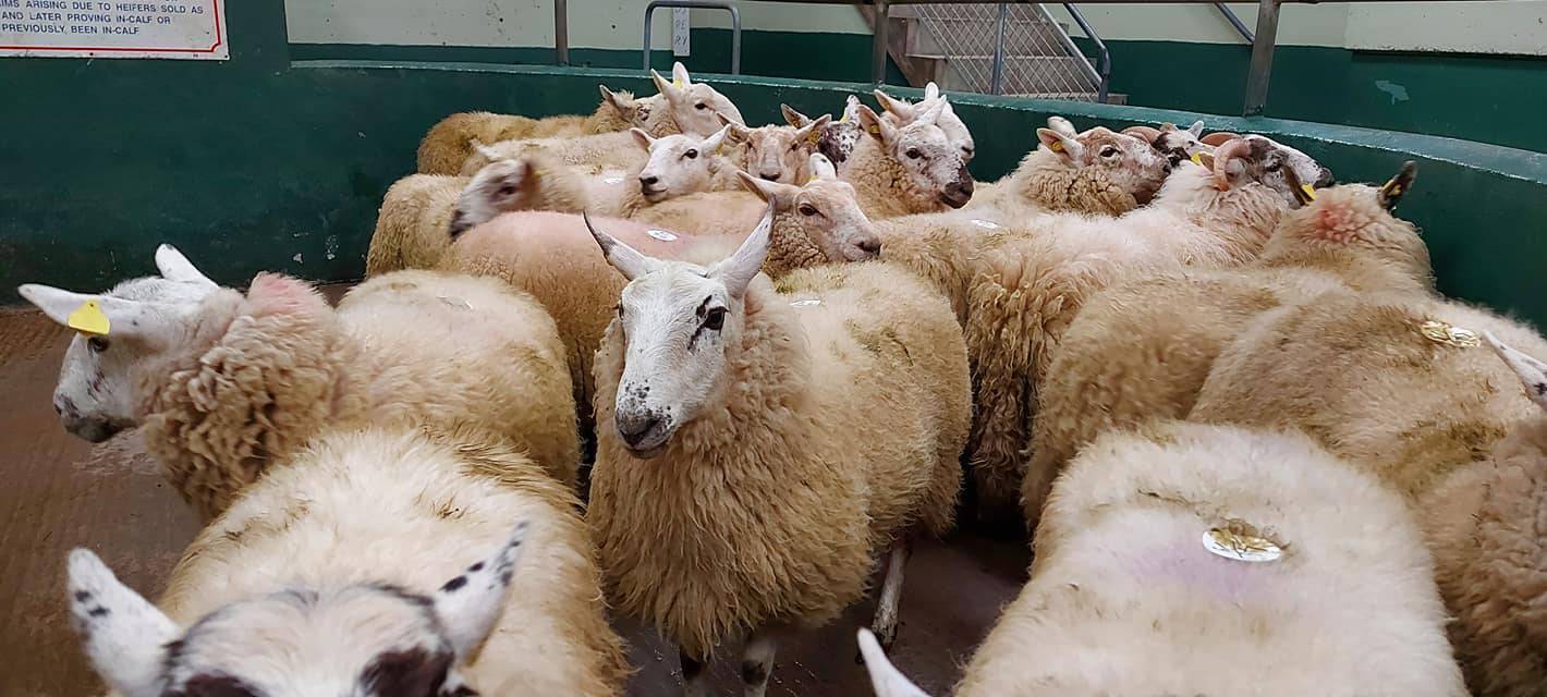 Cooling-off after historic high lamb prices