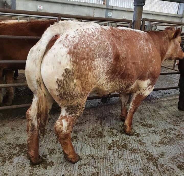 At Skibbereen mart last Friday, this Limousin cow born in 2016 weighed 760kg and sold for €1,780.