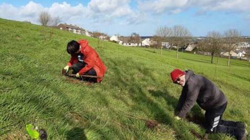 Cork’s northside gets a Groovee new Grove as hundreds of native Irish trees planted