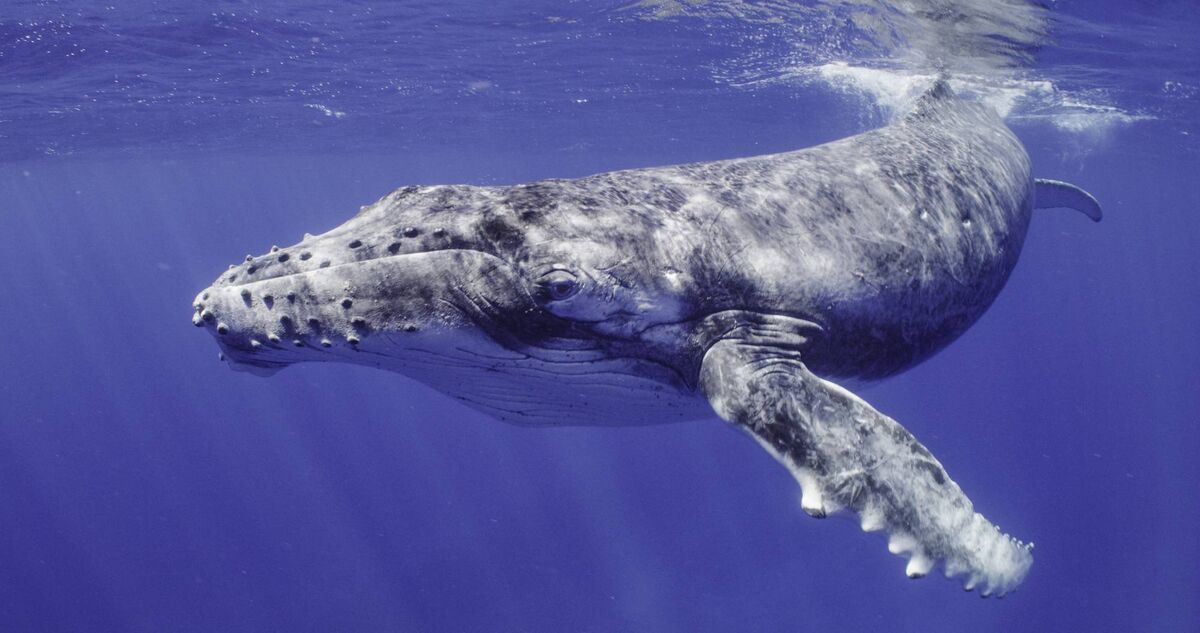 Secrets of the Whales: National Geographic, Brian Skerry Secrets of the Whales: National Geographic, Brian Skerry